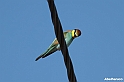 Abelharuco 6